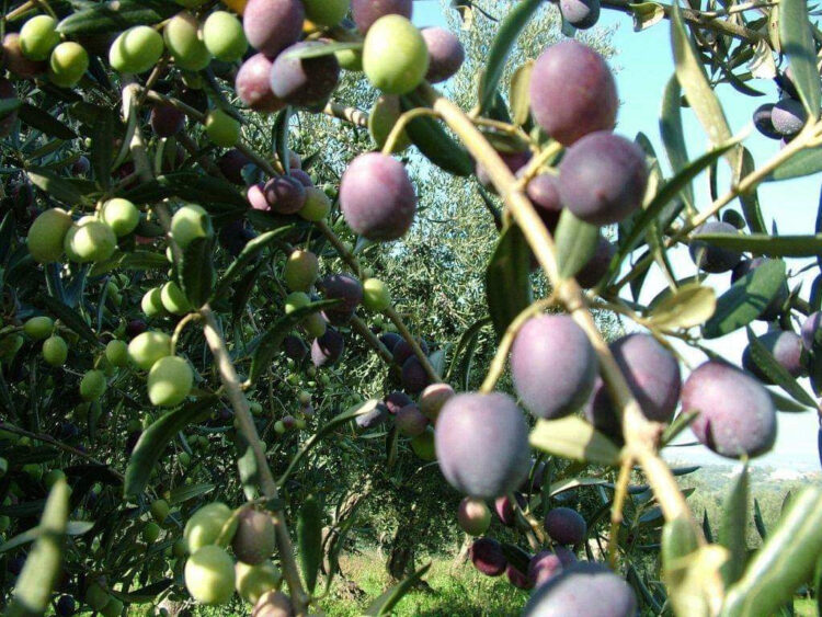 Un ponte d’oro verde tra terra e mare: Moscufo e Anacapri celebrano il futuro dell’olivicoltura mediterranea