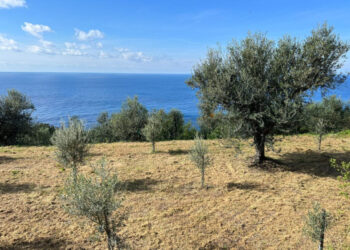 Un ponte d’oro verde tra terra e mare: Moscufo e Anacapri celebrano il futuro dell’olivicoltura mediterranea