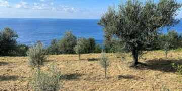 Un ponte d’oro verde tra terra e mare: Moscufo e Anacapri celebrano il futuro dell’olivicoltura mediterranea