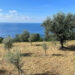 Un ponte d’oro verde tra terra e mare: Moscufo e Anacapri celebrano il futuro dell’olivicoltura mediterranea