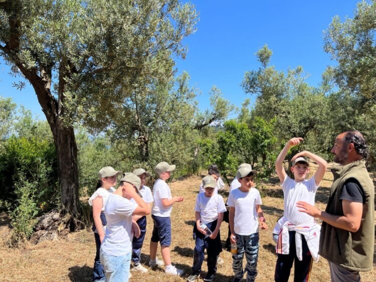 L’Oro di Capri coltiva il futuro: questa domenica 31 Maggio, in collaborazione con Città dell’Olio, torna “la Merenda nell’oliveta”