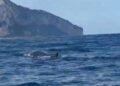 Una balenottera avvistata a Capri «Più attenzione ai limiti di velocità»