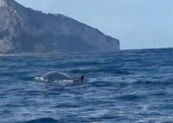 Una balenottera avvistata a Capri «Più attenzione ai limiti di velocità»