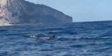 Una balenottera avvistata a Capri «Più attenzione ai limiti di velocità»
