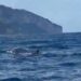 Una balenottera avvistata a Capri «Più attenzione ai limiti di velocità»