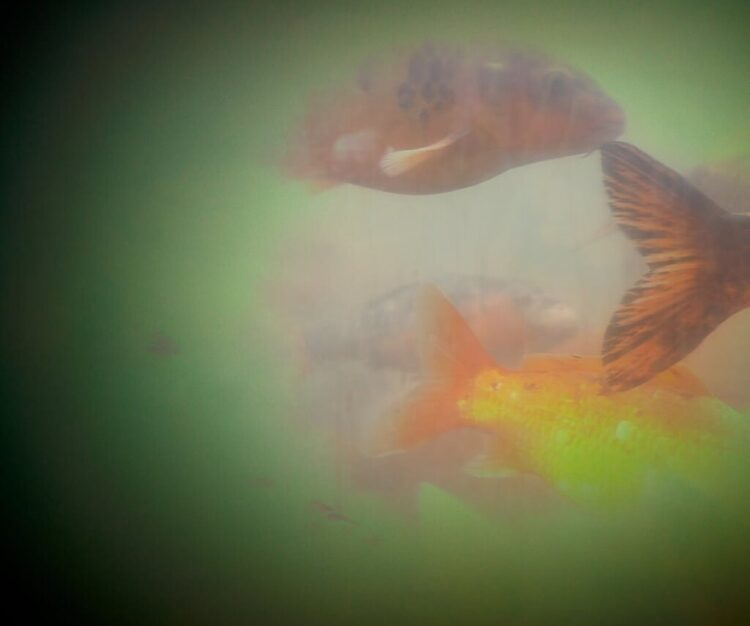 Il mito di Capri cerca volti: l’appello della fotografa Amalia Violi