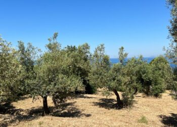L’Oro di Capri coltiva il futuro: questa domenica 31 Maggio, in collaborazione con Città dell’Olio, torna “la Merenda nell’oliveta”