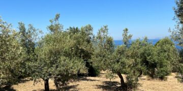 L’Oro di Capri coltiva il futuro: questa domenica 31 Maggio, in collaborazione con Città dell’Olio, torna “la Merenda nell’oliveta”