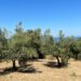 L’Oro di Capri coltiva il futuro: questa domenica 31 Maggio, in collaborazione con Città dell’Olio, torna “la Merenda nell’oliveta”