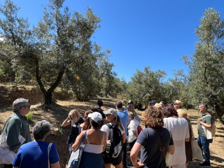 L’Oro di Capri: Successo per la “Merenda nell’oliveta” tra biodiversità, benessere e il Tricolore