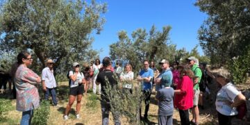 L’Oro di Capri: Successo per la “Merenda nell’oliveta” tra biodiversità, benessere e il Tricolore