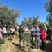 L’Oro di Capri: Successo per la “Merenda nell’oliveta” tra biodiversità, benessere e il Tricolore