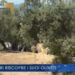 TGR: Anacapri riscopre i suoi Oliveti (Video)