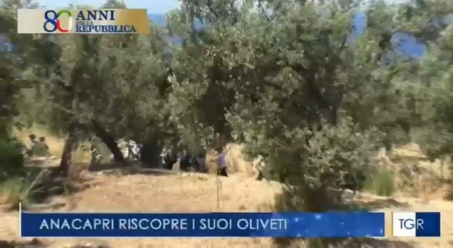 TGR: Anacapri riscopre i suoi Oliveti (Video)