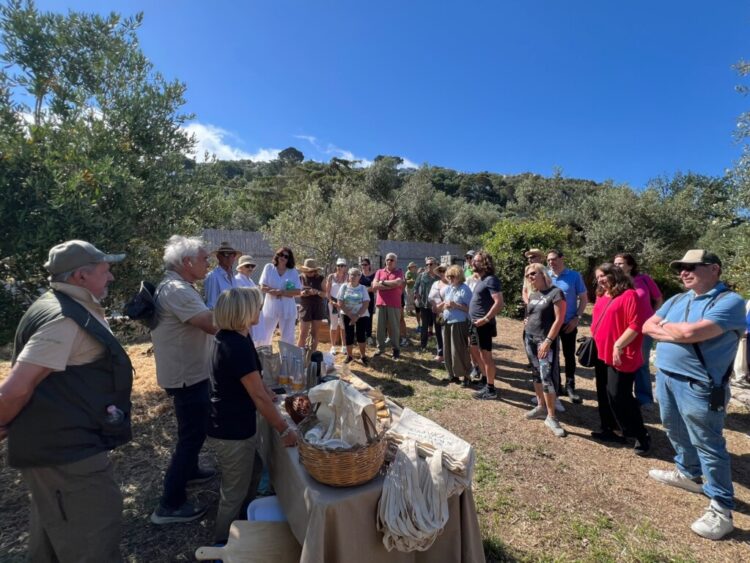 L’Oro di Capri: Successo per la “Merenda nell’oliveta” tra biodiversità, benessere e il Tricolore