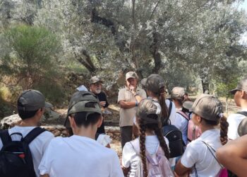 Anacapri, a lezione tra gli ulivi: così i bambini scoprono e difendono la biodiversità dell’isola (Gallery)