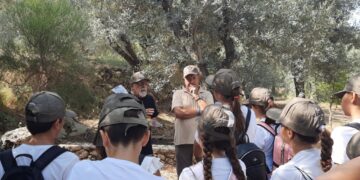 Anacapri, a lezione tra gli ulivi: così i bambini scoprono e difendono la biodiversità dell’isola (Gallery)