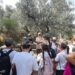 Anacapri, a lezione tra gli ulivi: così i bambini scoprono e difendono la biodiversità dell’isola (Gallery)