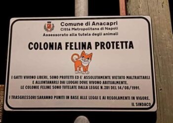 A Capri e Anacapri multe salate per chi non ha a cuore gli animali