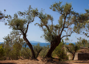 L’olivo che unisce Capri e l’ Abruzzo: gemellaggio nel segno della Terra