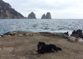 Prende il via a Capri un’iniziativa a favore dei suoi amici a quattro zampe
