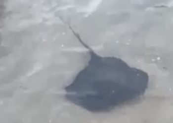 Capri, una razza a pochi metri dai bagnanti nel mare di Marina Grande (Video)