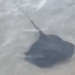 Capri, una razza a pochi metri dai bagnanti nel mare di Marina Grande (Video)