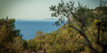 L’Oro di Capri, Anacapri e Moscufo: un gemellaggio nel segno dell’olivo e della biodiversità