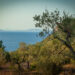 L’Oro di Capri, Anacapri e Moscufo: un gemellaggio nel segno dell’olivo e della biodiversità