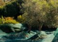 L’Oro di Capri, al via alla raccolta 2026: stime record e qualità top negli oliveti di Anacapri (Photogallery)