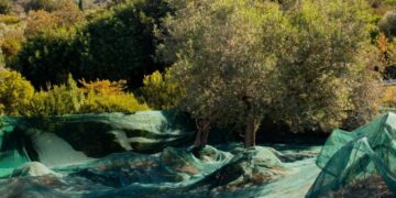 L’Oro di Capri, al via alla raccolta 2026: stime record e qualità top negli oliveti di Anacapri (Photogallery)