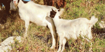 Il mistero delle caprette di Anacapri: mai ad Agropoli ma sembrano sparite