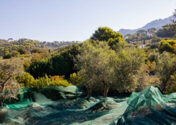 L’ORO DI CAPRI: AL VIA LA RACCOLTA DELLE OLIVE 2026 NEL SEGNO DELLA QUALITÀ E DELLA SOSTENIBILITÀ PAESAGGISTICA
