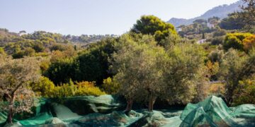 L’ORO DI CAPRI: AL VIA LA RACCOLTA DELLE OLIVE 2026 NEL SEGNO DELLA QUALITÀ E DELLA SOSTENIBILITÀ PAESAGGISTICA