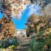 Operazione cura degli alberi a Capri
