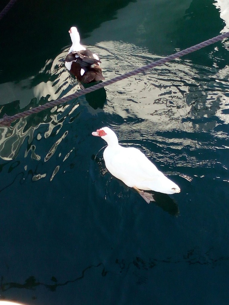 Un’insolita coppia di papere nel porto turistico di Capri