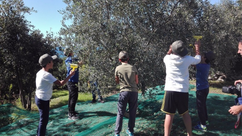 Negli uliveti di Anacapri è iniziata la raccolta delle olive. Insieme agli olivicoltori quest’anno anche i ragazzi della scuola media dell’Istituto V. Gemito di Anacapri