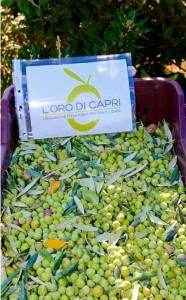 orodicapri (12)
