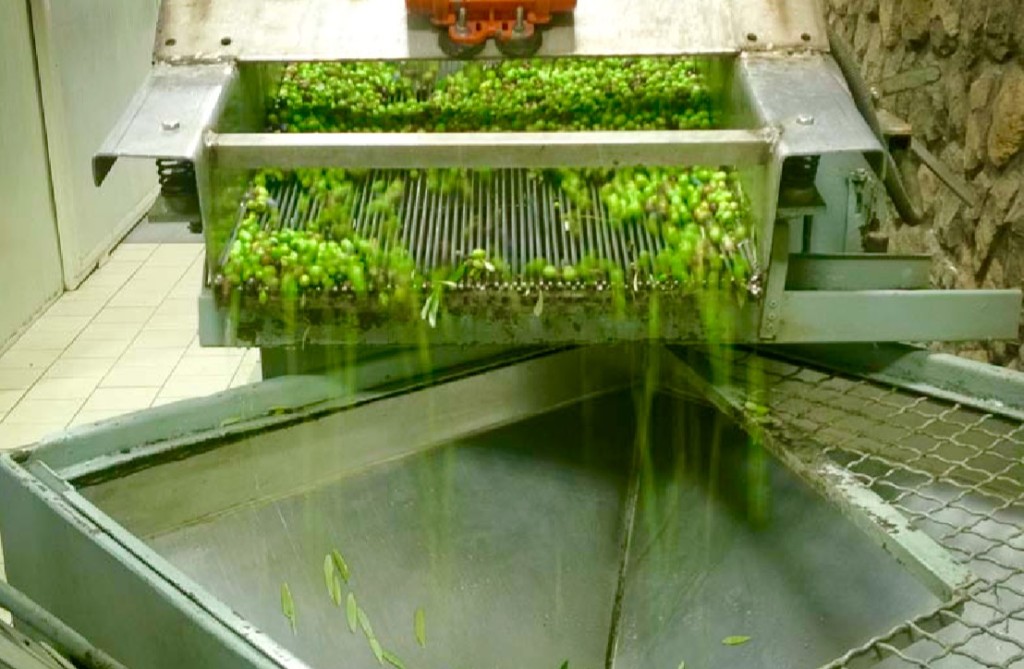 L’Oro di Capri, un’associazione per il recupero ed il ripristino degli uliveti abbandonati di Capri.