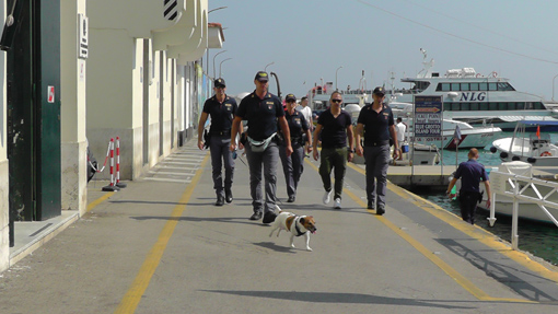 Pocho, il supercagnolino anti-droga, sbarca a Capri e inchioda i trafficanti